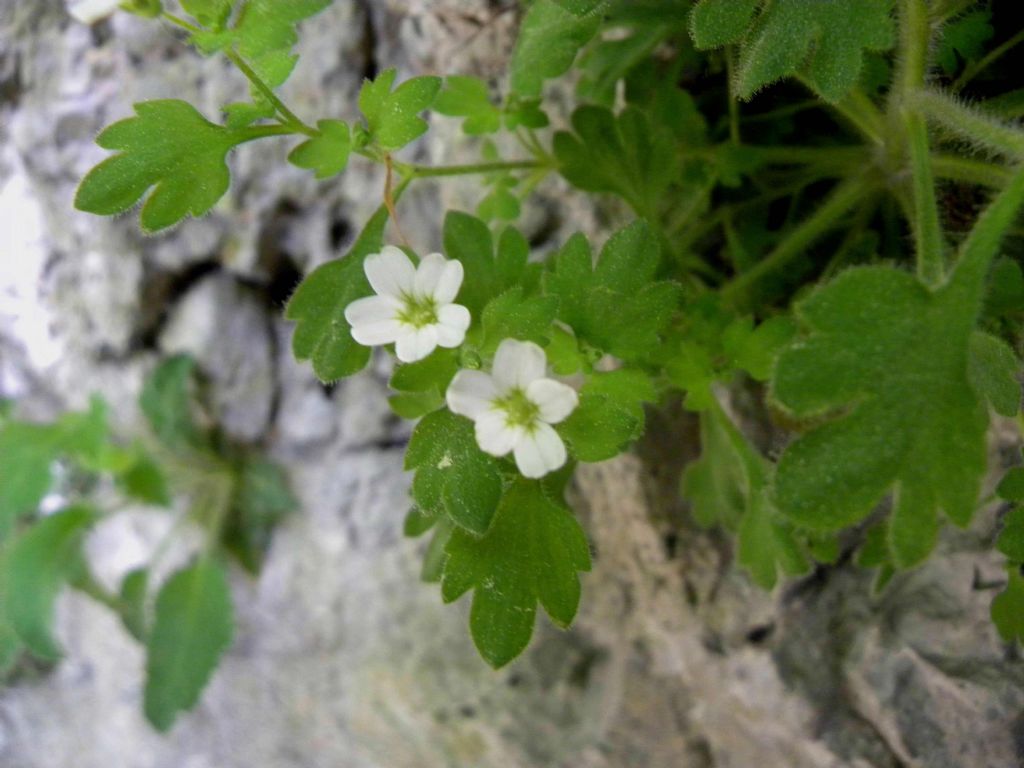 Saxifraga petraea / Sassifraga dei muri